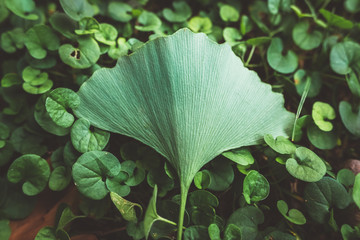 Concept of being special, a single leaf stands out from the rest of the plants, with muted tones...