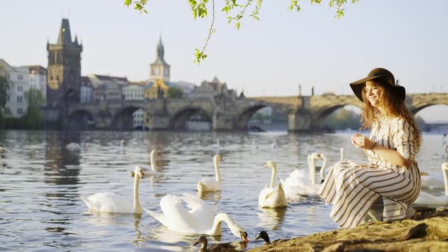  A girl in white dress and brown hat feeding white swans in park on banks of Vltava river. Medium shot girl sitting under tree near the water against Charles bridge at blurred background