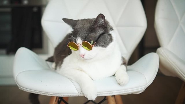 A funny, beautiful cat with sunglasses lies on a chair. takes off his glasses and nibbles his ear thoughtfully. Close-up portrait shot. Gray-white fur color pet. Smart, trained, home scholar animal.