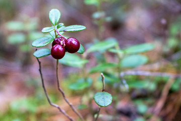 Lingonberry Berry.