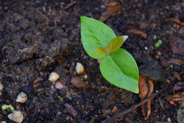 young plant in soil