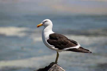 seagull on the beach