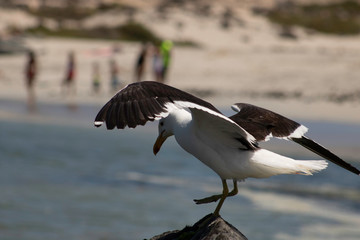 seagull in flight