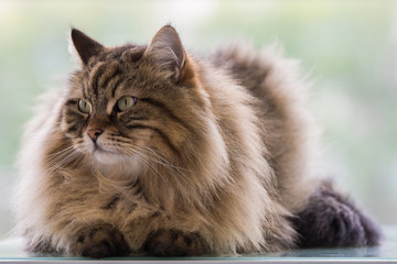 Beautiful brown tabby cat of siberian breed in relax in a house. Hypoallergenic animal of livestock
