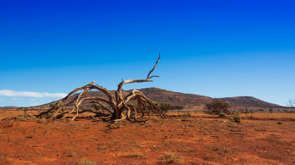 Dead tree, dirt track and mountains in the desert of outback Australia