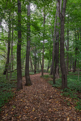 path with trees in the forest