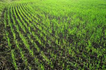 Young field of seedlings of corn. Growing green pattern background for design.