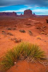 Wild grass in the Monument Valley, Navajo Land, Utah