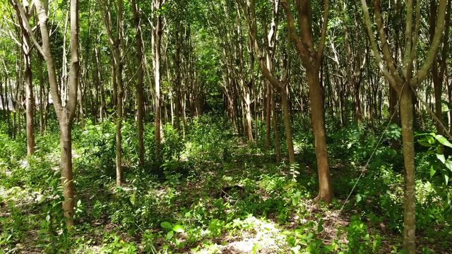Plantation for the extraction of natural latex from rubber trees. Drone view.