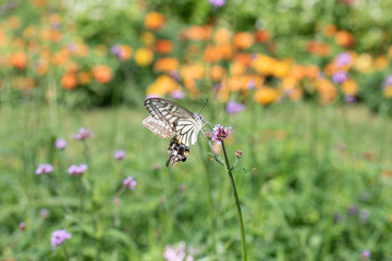 コスモス畑で蜜を吸う蝶