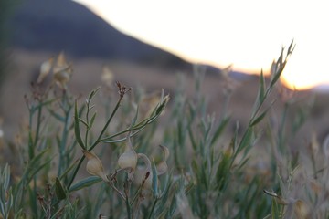 Many of the plants which grow in the Southern Mojave Desert are smaller bushes, also known as...