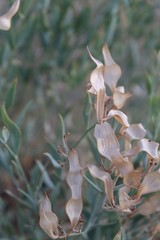Many of the plants which grow in the Southern Mojave Desert are smaller bushes, also known as...