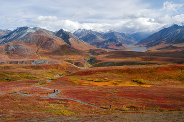 Fototapeta premium Fall color and snow-capped peaks in Denali National Park, Alaska, USA.