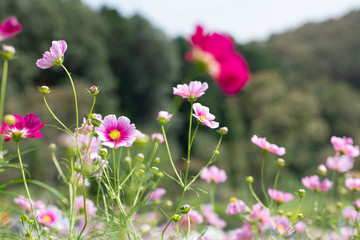 秋の里山のコスモス畑
