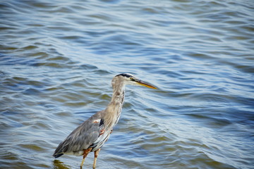 Bird is catching fish in Tampa bay
