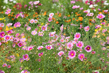 秋の里山のコスモス畑