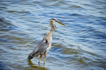 Bird is catching fish in Tampa bay