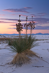 Yucca plant during sunset in the White Sand Dunes
