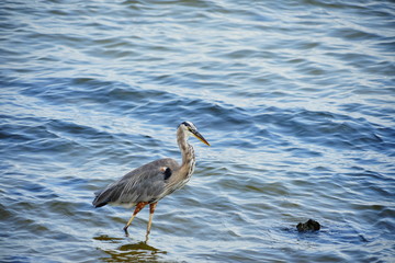 Bird is catching fish in Tampa bay