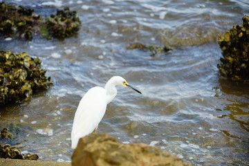 Bird is catching fish in Tampa bay