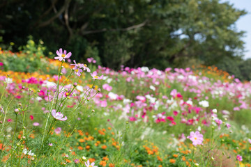 秋の里山のコスモス畑