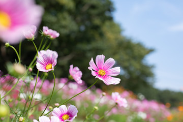 秋の里山のコスモス畑