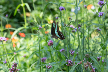 コスモス畑で蜜を吸う蝶