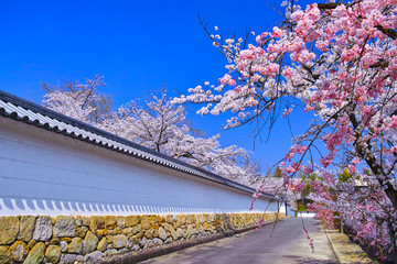 白壁のある小道と満開の桜