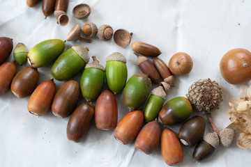 秋の森で拾ったどんぐりや落ち葉