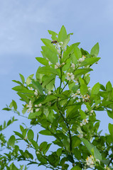 Lime Branch With Blossoms