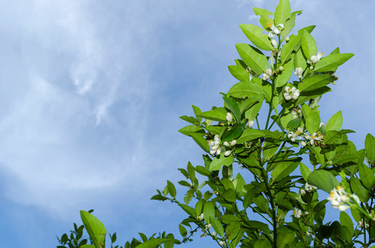 Branch With Lime Blossoms