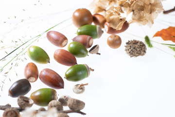 秋の森で拾ったどんぐりや落ち葉