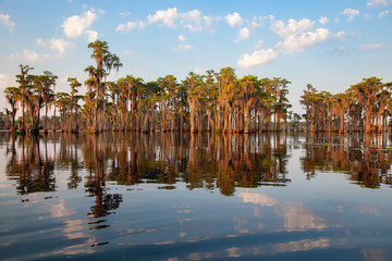 Fototapeta premium Cypress Trees, Banks Lake, GA