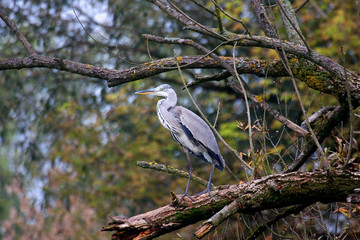 Grey heron (Ardea cinerea) on the Kupa River