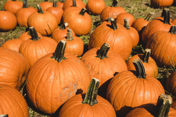 Orange pumpkins in the field for hallowen and fall background