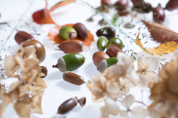 秋の森で拾ったどんぐりや落ち葉