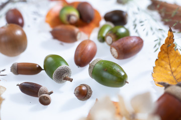 秋の森で拾ったどんぐりや落ち葉