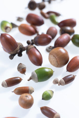 秋の森で拾ったどんぐりや落ち葉