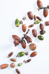 秋の森で拾ったどんぐりや落ち葉