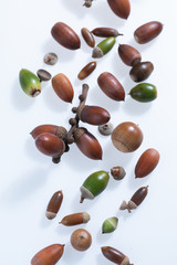 秋の森で拾ったどんぐりや落ち葉