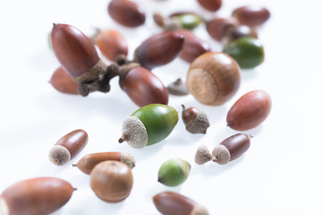 秋の森で拾ったどんぐりや落ち葉