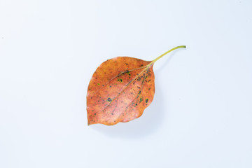 Naklejka premium 秋の森で拾った落ち葉や草
