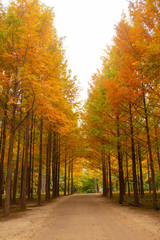 Nami Island in Autumn South Korea