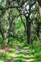 Nature Trail through the Forest
