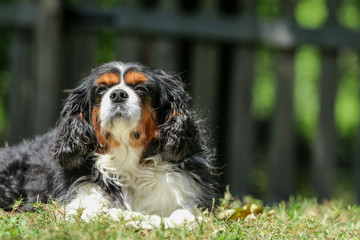 Cavalier King Charles Spaniel dog