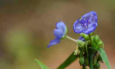 Flowers in the Garden