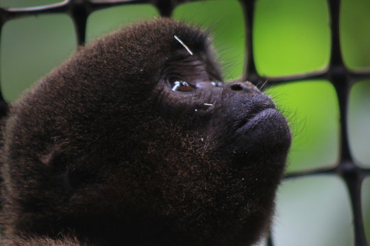 A young woolly monkey, Lagothrix, looking up