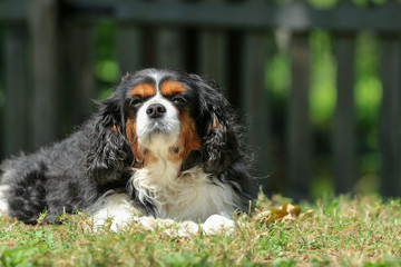 Cavalier King Charles Spaniel dog Laying in the grass
