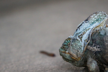 Chameleon 