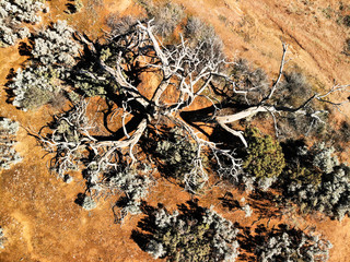 Drone view of a dead tree in the Pearl Bluebush Plains in outback Australia